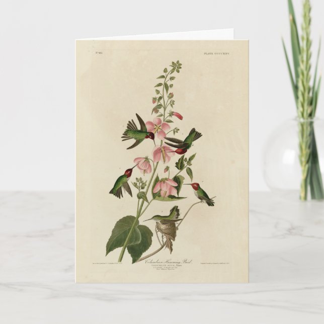 Cartão Pássaro Humming Columbiano (Anna) - Aves de Audubo (Frente)