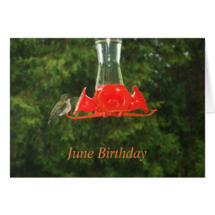 Cartão Pássaro Humming no alimentador