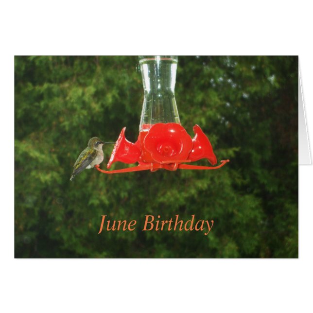 Cartão Pássaro Humming no alimentador (Frente Horizontal)