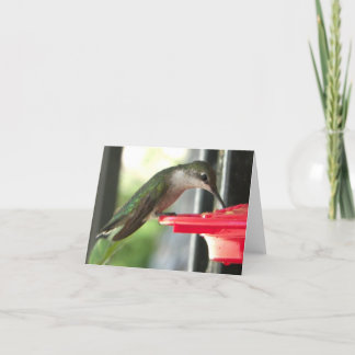 Cartão Pássaro Humming no Vazio de Fotografia do Alimenta