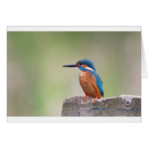 Cartão Pássaro Kingfisher.