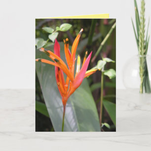 Cartão Pássaro Laranja Havaiano do Paraíso Flor Square 