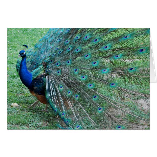Cartão Pássaro Parisiense Peacock (Frente horizontal)