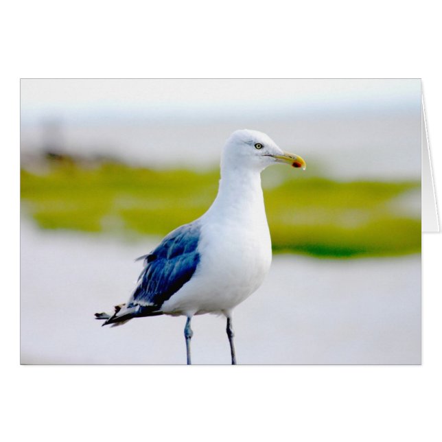 Cartão Pássaro pela Água (Frente Horizontal)