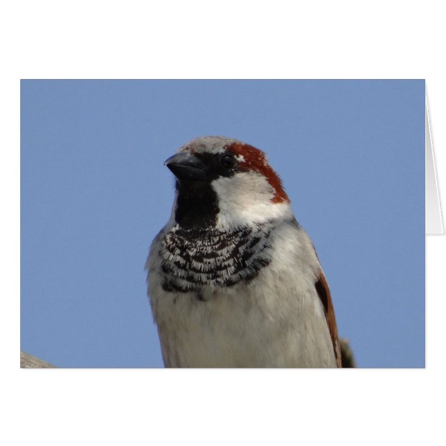 Cartão Pássaro pequeno giro (Frente Horizontal)