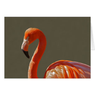 Cartão Pássaro rosa vermelha bonito do flamingo