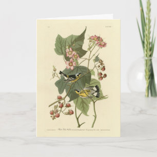 Cartão Pássaros da América de Audubon e Warblers Negro e 