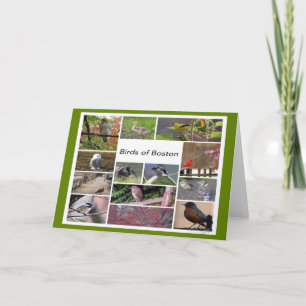 Cartão Pássaros da Colagem de Fotos de Boston