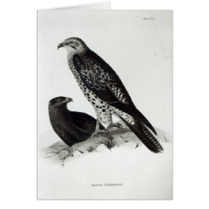 Cartão Pássaros de rapina