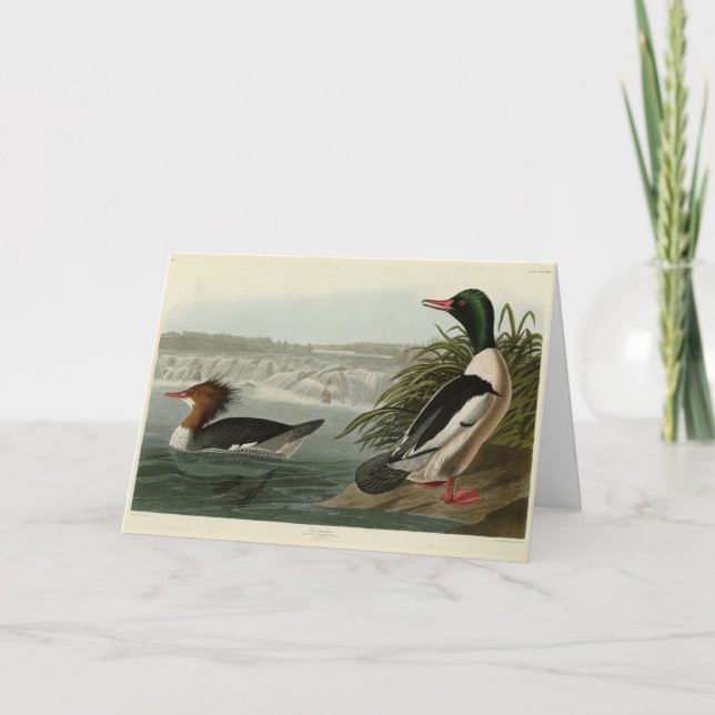 Cartão Pássaros do Goosander (Merganser comum) Audubon (Frente)