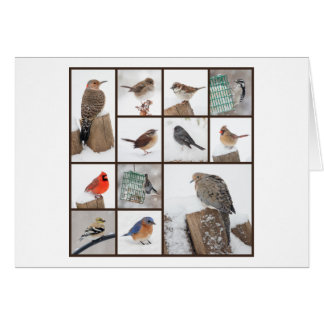 Cartão Pássaros do quintal na neve