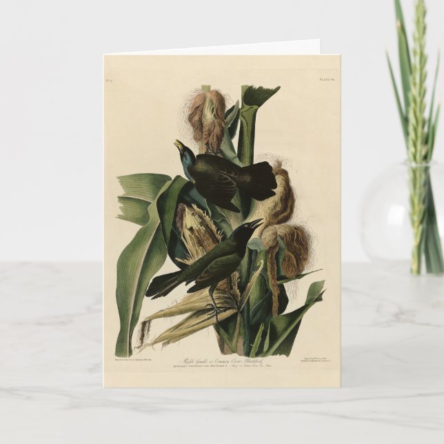 Cartão Pássaros Roxos (Grackle) - Aves da América de Audu (Frente)