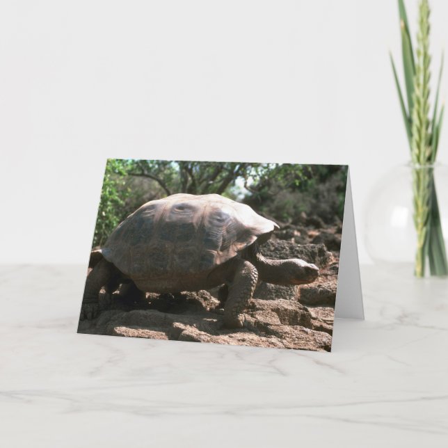 Cartão Passeio Abóbada-Dado forma gigante da tartaruga (Frente)