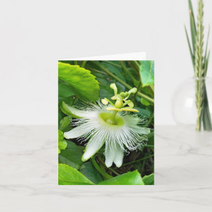 Cartão Passiflora Branca