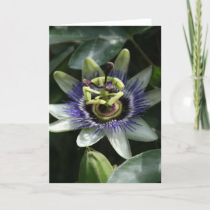 Cartão Passiflora - Fleur de la Passion