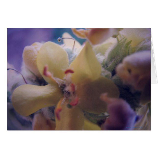 Cartão Pastel Flowers (Frente Horizontal)