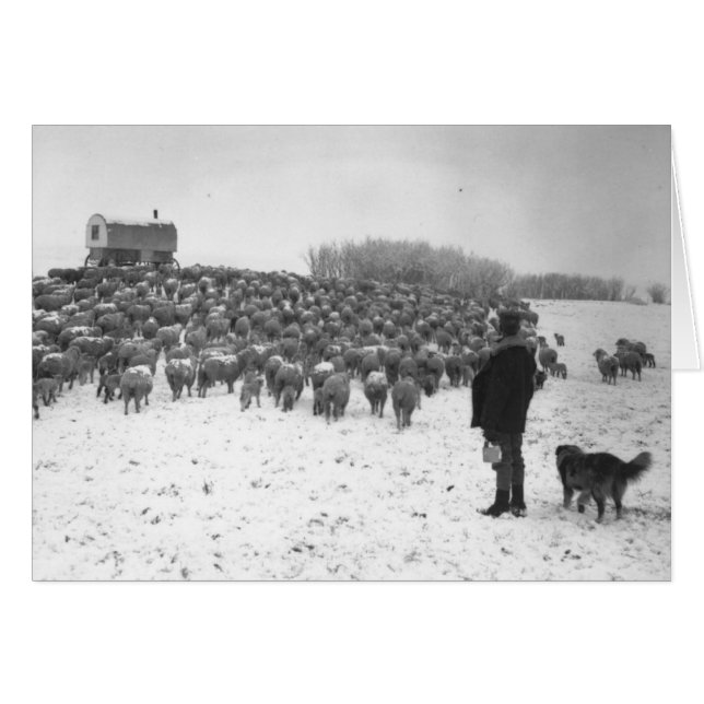 Cartão Pastor com rebanho (Frente Horizontal)