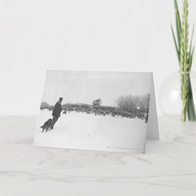 Cartão Pastor e cão no campo de ovelhas (Frente)