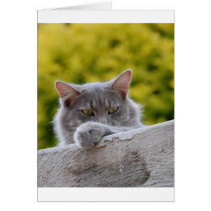 Cartão Pata de cinza