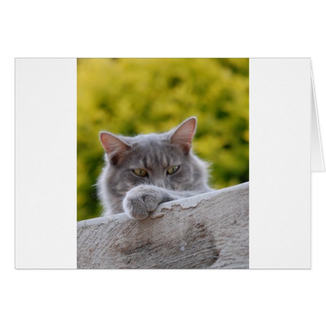 Cartão Pata de cinza (Frente Horizontal)