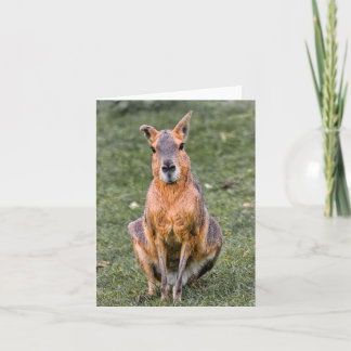 Cartão Patagonian Mara