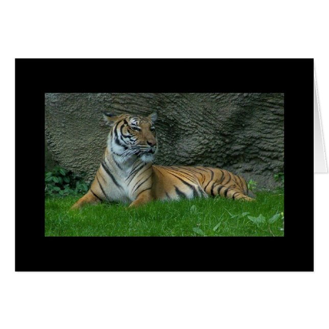 Cartão Patas do tigre (Frente horizontal)