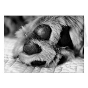 Cartão Patas polares do golden retriever