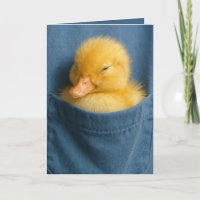 Patinho de Aniversário em um Bolso de Camisa Azul