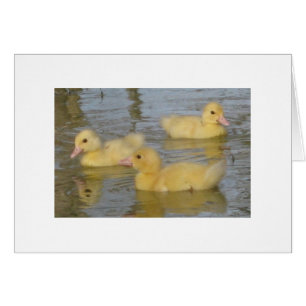 Cartão Patinhos velhos de três dias de Muscovy