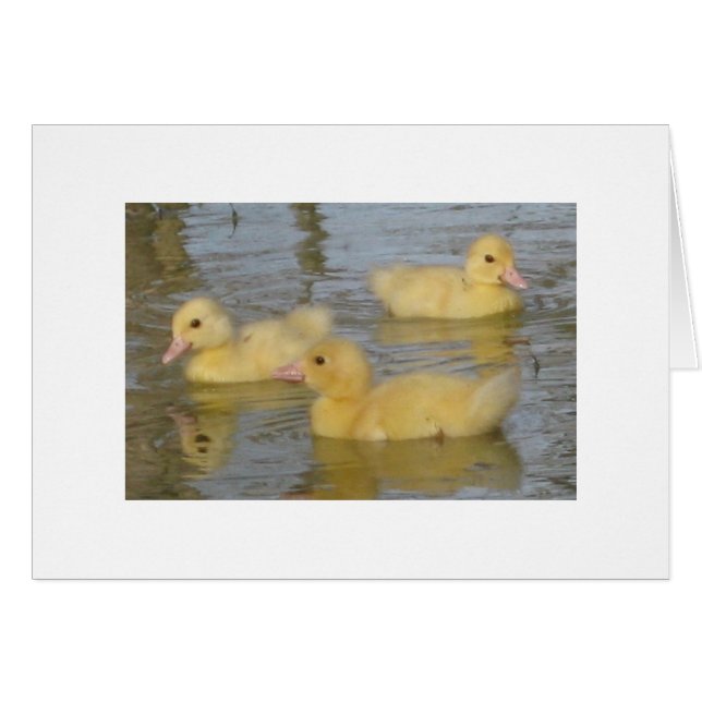 Cartão Patinhos velhos de três dias de Muscovy (Frente Horizontal)