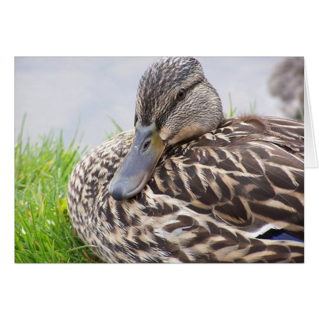 Cartão pato (Frente Horizontal)