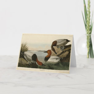 Cartão Pato apoiado pela canvas das Aves da América de Au