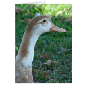Cartão Pato Bonito