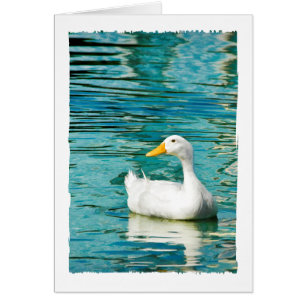 Cartão Pato Branco de Pekin - Foto da Natureza em Reflexõ