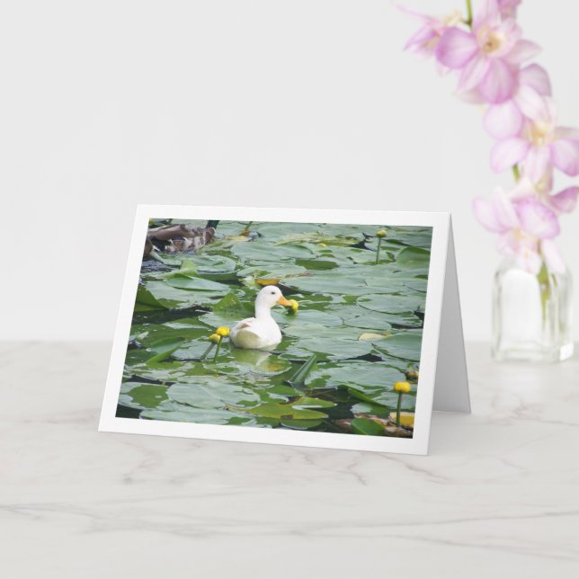 Cartão Pato Branco no Lago de Lírios (Orquídea)