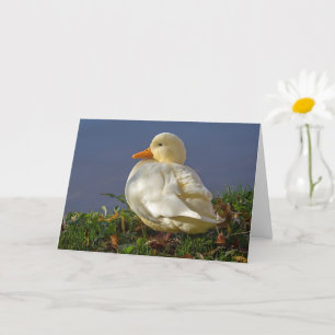 Cartão Pato Branco Pequeno