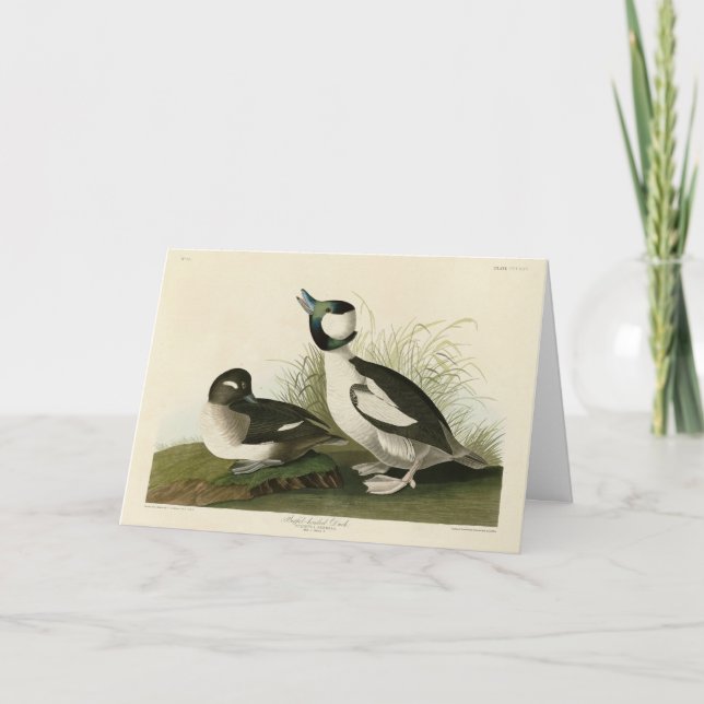 Cartão Pato com cabeça de Buffel das Aves da América de A (Frente)
