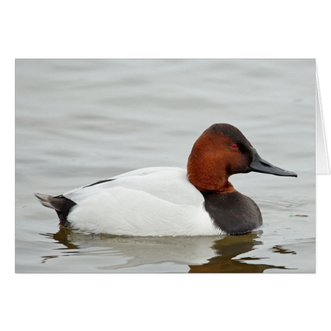 Cartão Pato de Canvasback Drake (Frente Horizontal)