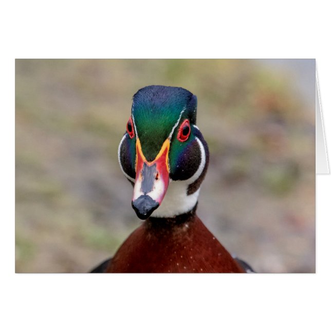 Cartão Pato de Madeira (Frente Horizontal)
