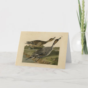 Cartão Pato de pino - das Aves da América de Audubon
