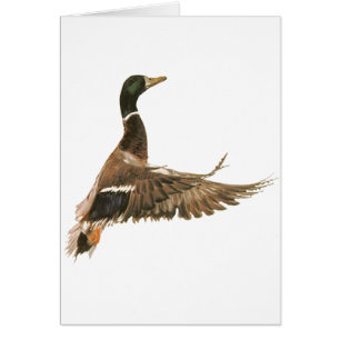 Cartão Pato do pato selvagem em vôo