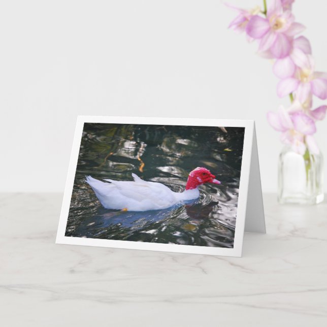 Cartão Pato doméstico branco (Orquídea)