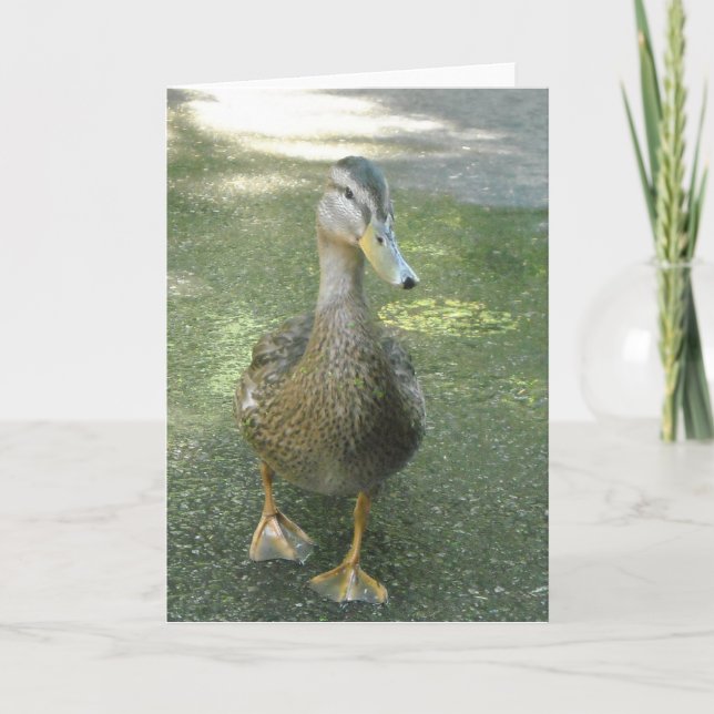 Cartão Pato Errante (Frente)