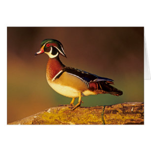Cartão Pato-mandarim macho, Illinois