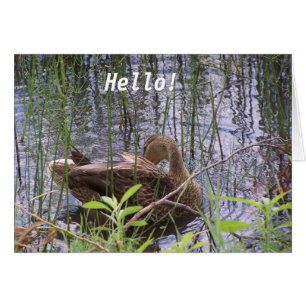 Cartão Pato na água