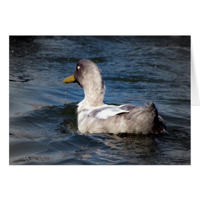 Cartão Pato na Água (Frente Horizontal)