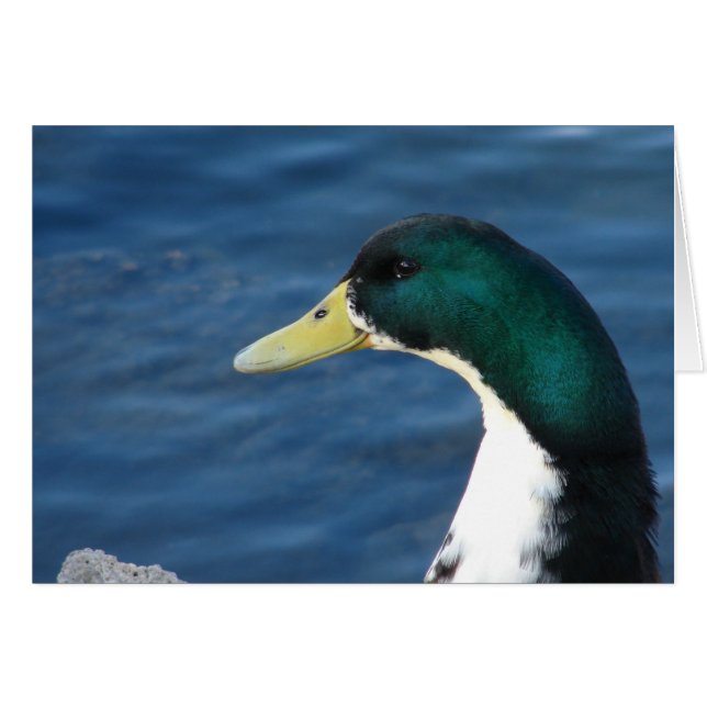 Cartão Pato no Parque (Frente Horizontal)