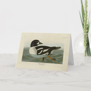 Cartão Pato-ouro das Aves da América de Audubon