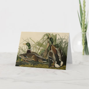 Cartão Pato-real de Audubon em Birds of America
