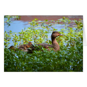 Cartão Pato selvagem e Patinho-Natação por Shirley Tayl
